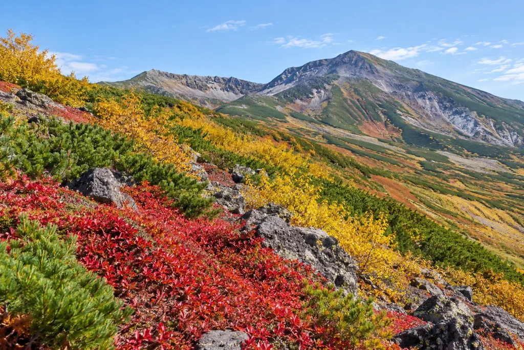 Early autumn color on the high slopes of Daisetsuzan in Hokkaido