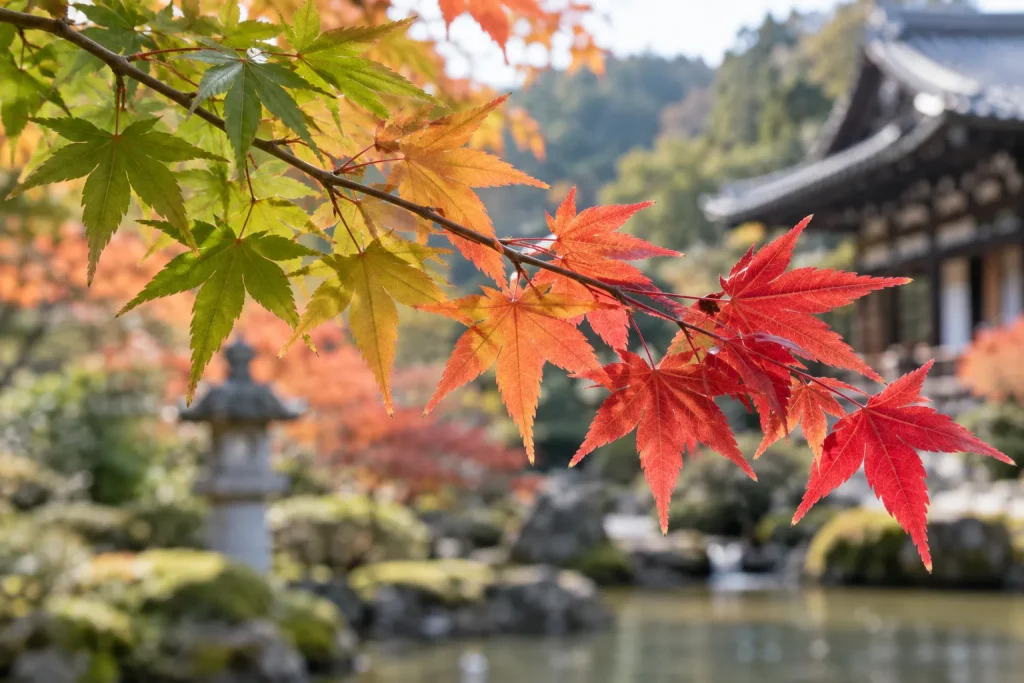 Maple leaves showing green, orange, and red stages on the same branch